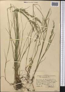 Мятлик дубравный L., Средняя Азия и Казахстан, Западный Тянь-Шань и Каратау (M3) (Узбекистан)