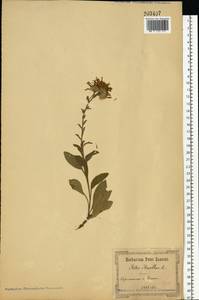 Астра ромашковая, Астра итальянская L., Восточная Европа, Южно-Украинский район (E12) (Украина)