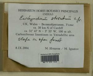 Eurhynchium striatum (Schreb. ex Hedw.) Schimp., Гербарий мохообразных, Мхи - Западная Европа (BEu) (Великобритания)