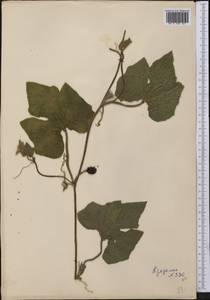 Cucurbitaceae, Америка (AMER) (Мексика)