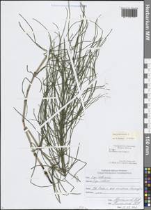 Хвощ полевой L., Кавказ, Северная Осетия, Ингушетия и Чечня (K1c) (Россия)