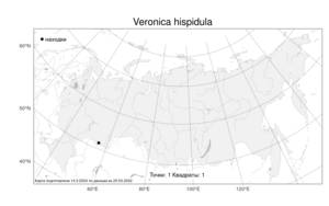 Veronica hispidula, Вероника короткощетинковая Boiss. & A. Huet, Атлас флоры России (FLORUS) (Россия)