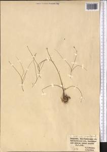 Allium inops Vved., Средняя Азия и Казахстан, Сырдарьинские пустыни и Кызылкумы (M7) (Казахстан)