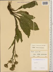 Jacobaea racemosa subsp. racemosa, Кавказ, Дагестан (K2) (Россия)