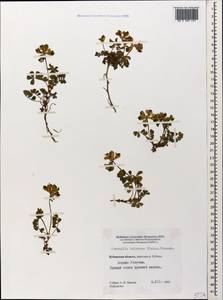 Coronilla orientalis subsp. balansae (Boiss.) Zernov, Кавказ, Ставропольский край, Карачаево-Черкесия, Кабардино-Балкария (K1b) (Россия)