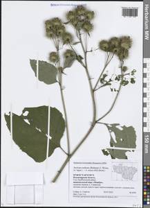 Arctium × nothum (Ruhmer) Hallier, Восточная Европа, Центральный район (E4) (Россия)