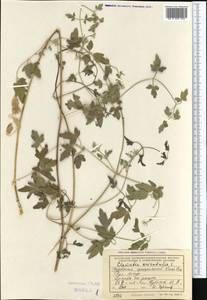 Ломонос восточный L., Средняя Азия и Казахстан, Копетдаг, Бадхыз, Малый и Большой Балхан (M1) (Туркмения)