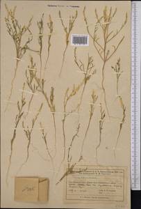 Верблюдка, Средняя Азия и Казахстан, Муюнкумы, Прибалхашье и Бетпак-Дала (M9) (Казахстан)