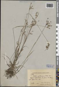 Ожика бледная Sw., Сибирь, Дальний Восток (S6) (Россия)