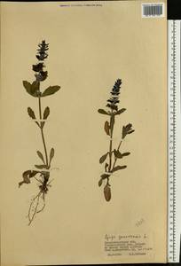 Живучка женевская L., Восточная Европа, Южно-Украинский район (E12) (Украина)