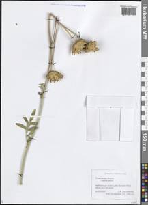 Rhaponticoides ruthenica (Lam.) M.V.Agab. & Greuter, Восточная Европа, Средневолжский район (E8) (Россия)