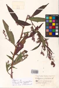 Спорыш, Восточная Европа, Московская область и Москва (E4a) (Россия)