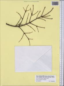 Picea mariana (Mill.) Britton & et al., Америка (AMER) (США)