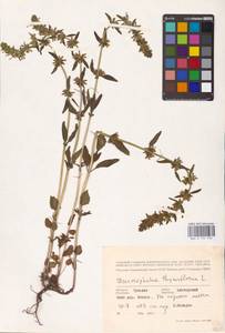 MHA 0 155 936, Змееголовник тимьяноцветковый L., Восточная Европа, Средневолжский район (E8) (Россия)