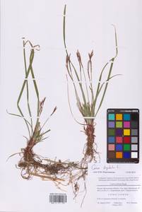 Осока пальчатая L., Восточная Европа, Московская область и Москва (E4a) (Россия)