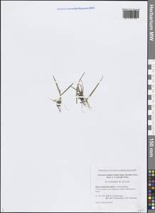 Лисохвост магелланский Lam., Сибирь, Центральная Сибирь (S3) (Россия)