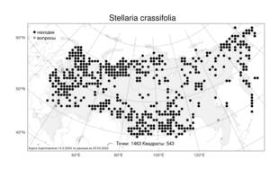 Stellaria crassifolia, Звездчатка толстолистная Ehrh., Атлас флоры России (FLORUS) (Россия)
