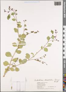 Corbichonia decumbens (Forssk.) Exell, Африка (AFR) (Замбия)