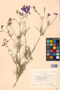 Delphinium consolida subsp. consolida, Восточная Европа, Московская область и Москва (E4a) (Россия)