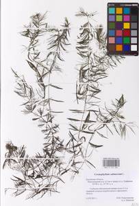 Роголистник светло-зеленый L., Восточная Европа, Центральный район (E4) (Россия)