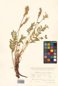 Oxytropis campestris subsp. rishiriensis (Matsum.) Toyok., Сибирь, Дальний Восток (S6) (Россия)