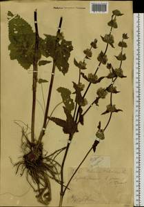 Зопничек клубненосный (L.) Moench, Сибирь, Западный (Казахстанский) Алтай (S2a) (Казахстан)