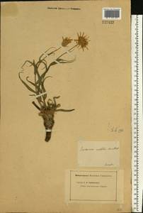 Gelasia ensifolia (M. Bieb.) Zaika, Sukhor. & N. Kilian, Восточная Европа, Нижневолжский район (E9) (Россия)
