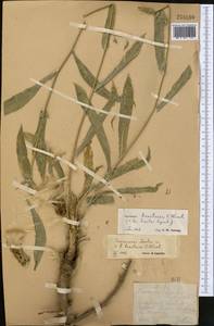 Scorzonera bracteosa C. Winkl., Средняя Азия и Казахстан, Памир и Памиро-Алай (M2) (Таджикистан)