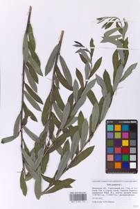 Ива пурпурная, Ива пурпуровая L., Восточная Европа, Московская область и Москва (E4a) (Россия)