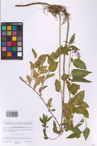 Паслен сладко-горький L., Восточная Европа, Московская область и Москва (E4a) (Россия)