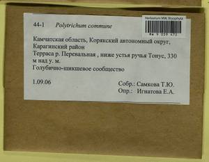 Polytrichum commune Hedw., Гербарий мохообразных, Мхи - Чукотка и Камчатка (B21) (Россия)