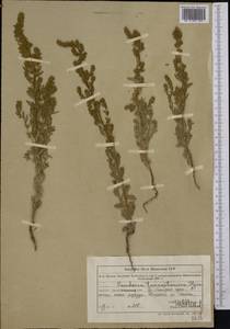 Пандерия волосистая Fisch. & C. A. Mey., Средняя Азия и Казахстан, Северный и Центральный Тянь-Шань (M4) (Казахстан)