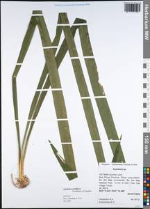 Aspidistra viridiflora Vislobokov & Nuraliev, Зарубежная Азия (ASIA) (Вьетнам)