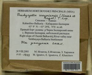 Trachycystis ussuriensis (Regel & Maack) T.J. Kop., Гербарий мохообразных, Мхи - Северный Кавказ и Предкавказье (B12) (Россия)