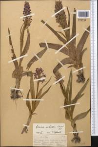 Dactylorhiza incarnata subsp. cilicica (Klinge) H.Sund., Средняя Азия и Казахстан, Западный Тянь-Шань и Каратау (M3) (Казахстан)