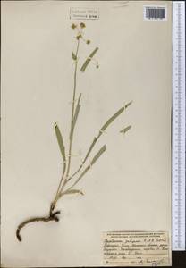 Володушка гульчинская O. Fedtsch. & B. Fedtsch., Средняя Азия и Казахстан, Северный и Центральный Тянь-Шань (M4) (Киргизия)