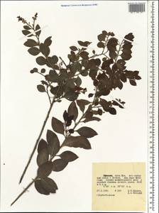 Euphorbiaceae, Африка (AFR) (Эфиопия)