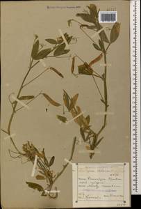Lathyrus chloranthus Boiss., Кавказ, Армения (K5) (Армения)