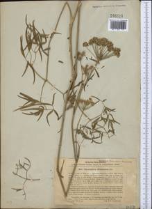 Cenolophium fischeri (Spreng.) W. D. J. Koch, Средняя Азия и Казахстан, Прикаспийский Устюрт и Северное Приаралье (M8) (Казахстан)