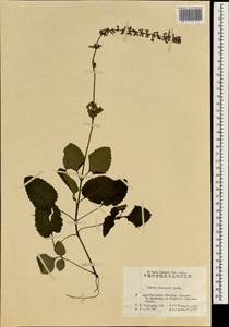 Salvia chinensis Benth., Зарубежная Азия (ASIA) (КНР)