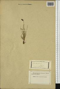 Carex ferruginea Scop., Западная Европа (EUR) (Неизвестно)
