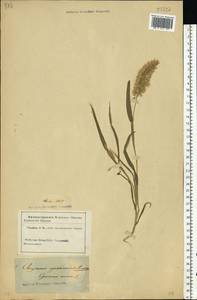 Lamarckia aurea (L.) Moench, Западная Европа (EUR) (Неизвестно)