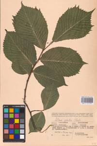 Вяз голый, Вяз шершавый Huds., Восточная Европа, Западный район (E3) (Россия)