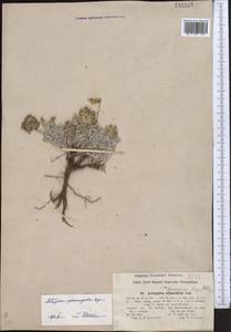 Astragalus sphaerocystis Bunge, Средняя Азия и Казахстан, Джунгарский Алатау и Тарбагатай (M5) (Казахстан)