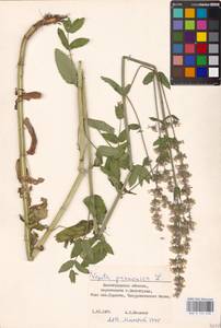 MHA 0 155 648, Котовник голый, Восточная Европа, Нижневолжский район (E9) (Россия)