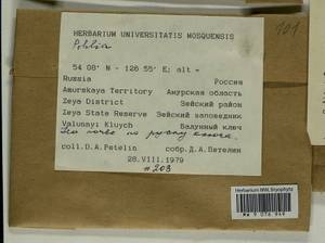 Pohlia, Гербарий мохообразных, Мхи - Дальний Восток (без Чукотки и Камчатки) (B20) (Россия)