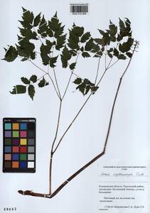 Actaea rubra subsp. rubra, Сибирь, Алтай и Саяны (S2) (Россия)