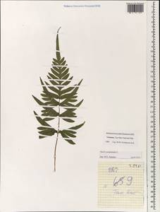 Pteris semipinnata L., Зарубежная Азия (ASIA) (Вьетнам)