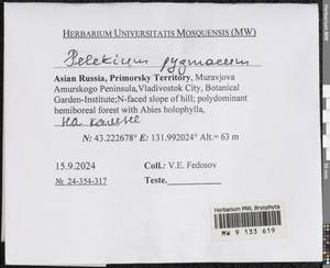 Pelekium pygmaeum (Schimp.) Touw, Гербарий мохообразных, Мхи - Дальний Восток (без Чукотки и Камчатки) (B20) (Россия)