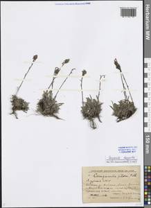 Колокольчик волосистоцветковый M.Bieb., Сибирь, Якутия (S5) (Россия)